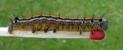Bombyx &agrave; bague ou Livr&eacute;e des arbres (Malacosoma neustria)  chenille isur allumette photo 2