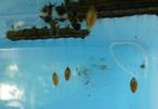 Bombyx à bague ou Livrée des arbres (Malacosoma neustria),  cocons suspendus de Braconidé parasite, photo 1.