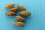 Bombyx à bague ou Livrée des arbres (Malacosoma neustria),  cocons de Braconidés parasites, photo 1.