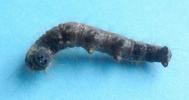 Bombyx à bague ou Livrée des arbres (Malacosoma neustria),  chenille parasitée, photo 2.