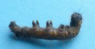 Bombyx à bague ou Livrée des arbres (Malacosoma neustria),  chenille parasitée, photo 3.