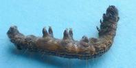 Bombyx à bague ou Livrée des arbres (Malacosoma neustria),  chenille parasitée, photo 1.