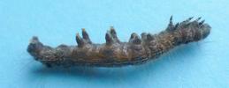 Bombyx à bague ou Livrée des arbres (Malacosoma neustria),  chenille parasitée, photo 4.