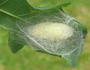 Bombyx &agrave; bague ou Livr&eacute;e des arbres (Malacosoma neustria), cocon, photo 2.