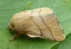 Bombyx à bague ou Livrée des arbres (Malacosoma neustria) mâle, photo 2.