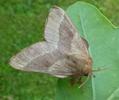 Bombyx à bague ou Livrée des arbres (Malacosoma neustria)  papillon adulte, photo 7.