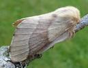 Bombyx &agrave; bague ou Livr&eacute;e des arbres (Malacosoma neustria) femelle, photo 1.