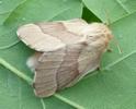 Bombyx à bague ou Livrée des arbres (Malacosoma neustria)  papillon adulte, photo 4.
