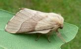Bombyx à bague ou Livrée des arbres (Malacosoma neustria)  papillon adulte, photo 1.