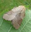 Bombyx à bague ou Livrée des arbres (Malacosoma neustria)  papillon adulte, photo 8.