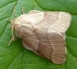Bombyx à bague ou Livrée des arbres (Malacosoma neustria)  papillon adulte, photo 3.