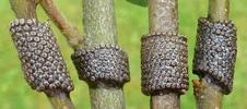 Bombyx à bague ou Livrée des arbres (Malacosoma neustria) pontes, photo 2.