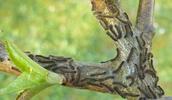 Bombyx à bague ou Livrée des arbres (Malacosoma neustria), chenillettes stade 1 sur leur nid, photo 1.