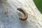 Bombyx &agrave; bague ou Livr&eacute;e des arbres (Malacosoma neustria), chenillettes stade 1  pr&ecirc;te &agrave; muer.