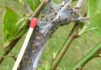 Bombyx à bague ou Livrée des arbres (Malacosoma neustria), chenillettes sytade 2 sur nid, photo 2.