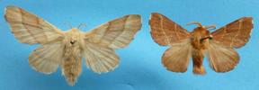 Bombyx à bague ou Livrée des arbres (Malacosoma neustria)  couple de collection.