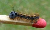 Bombyx &agrave; bague ou Livr&eacute;e des arbres (Malacosoma neustria), chenille stade 4, photo 1.