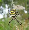 Epeire fasciée (Argiope bruennichi ) femelle dans sa toile.