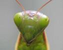 Mante religieuse (Mantis religiosa) , "portrait", photo 3