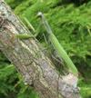 Mante religieuse (Mantis religiosa), femelle à pondre, photo 1.