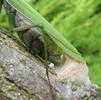 Mante religieuse (Mantis religiosa), femelle à pondre, photo 2.