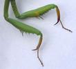 Mante religieuse (Mantis religiosa), détail des pattes antérieures.