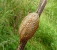 Mante religieuse (Mantis religiosa), oothèque in situ, photo 2.