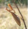 mante brune femelle, in natura