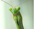Mante religieuse (Mantis religiosa) , "portrait", photo 2