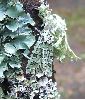 La Runique (Dichonia aprilina) sur lichens