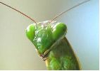 Mante religieuse (Mantis religiosa) , "portrait", photo 4