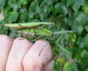Mante religieuse (Mantis religiosa),  accouplement  sur main, photo 1.