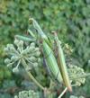 Mante religieuse (Mantis religiosa),  accouplement, photo 3.