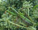 Mante religieuse (Mantis religiosa),  accouplement, photo 1.