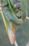 Mante religieuse (Mantis religiosa),  d&eacute;tail  de l'accouplement, photo 2.
