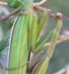 Mante religieuse (Mantis religiosa),  accouplement, gros plan du mâle.