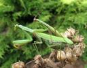 Mante religieuse (Mantis religiosa),  accouplement, photo 6