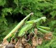 Mante religieuse (Mantis religiosa),  accouplement, photo 7