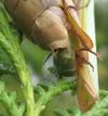 Mante religieuse (Mantis religiosa),  détail  de l'accouplement, photo 3.