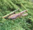 Mante religieuse (Mantis religiosa),  accouplement, photo 5.