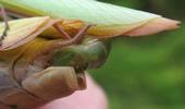 Mante religieuse (Mantis religiosa),  détail  de l'accouplement, photo 4.