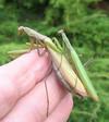 Mante religieuse (Mantis religiosa),  accouplement  sur main, photo 2