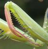Mante religieuse (Mantis religiosa) , avant bras (sur le vif) d'une patte ravisseuse