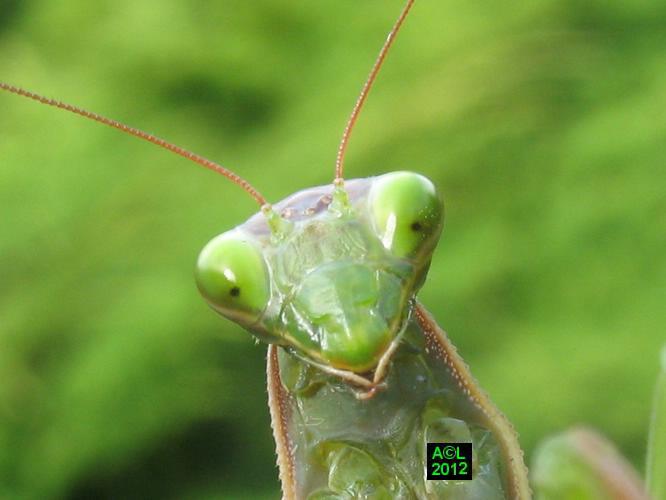la Mante religieuse (Mantis religiosa), biologie et développement;