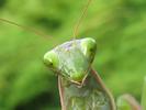 Mante religieuse (Mantis religiosa) , "portrait", photo 1.