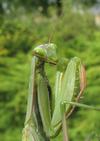 Mante religieuse (Mantis religiosa) , en position de "pri&egrave;re", photo 1.