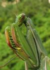 Mante religieuse (Mantis religiosa) , gros plan sur les pattes ravisseuses.