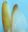 Mante religieuse (Mantis religiosa) , les ailes, photo 1.
