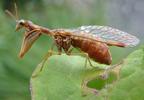 Mantispe de Styrie(Mantispa styriaca) = Mantispe païenne (Manstispa pagana),  position typique de l'adulte.