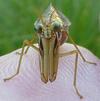Mantispe de Styrie(Mantispa styriaca) = Mantispe païenne (Manstispa pagana),  sur doigt, vue de face.